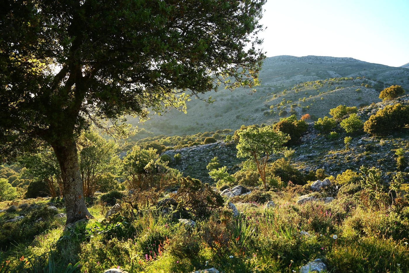 Mediterrane Landschaft mit Bergen und Bäumen, Sonnenschein, menschenleer