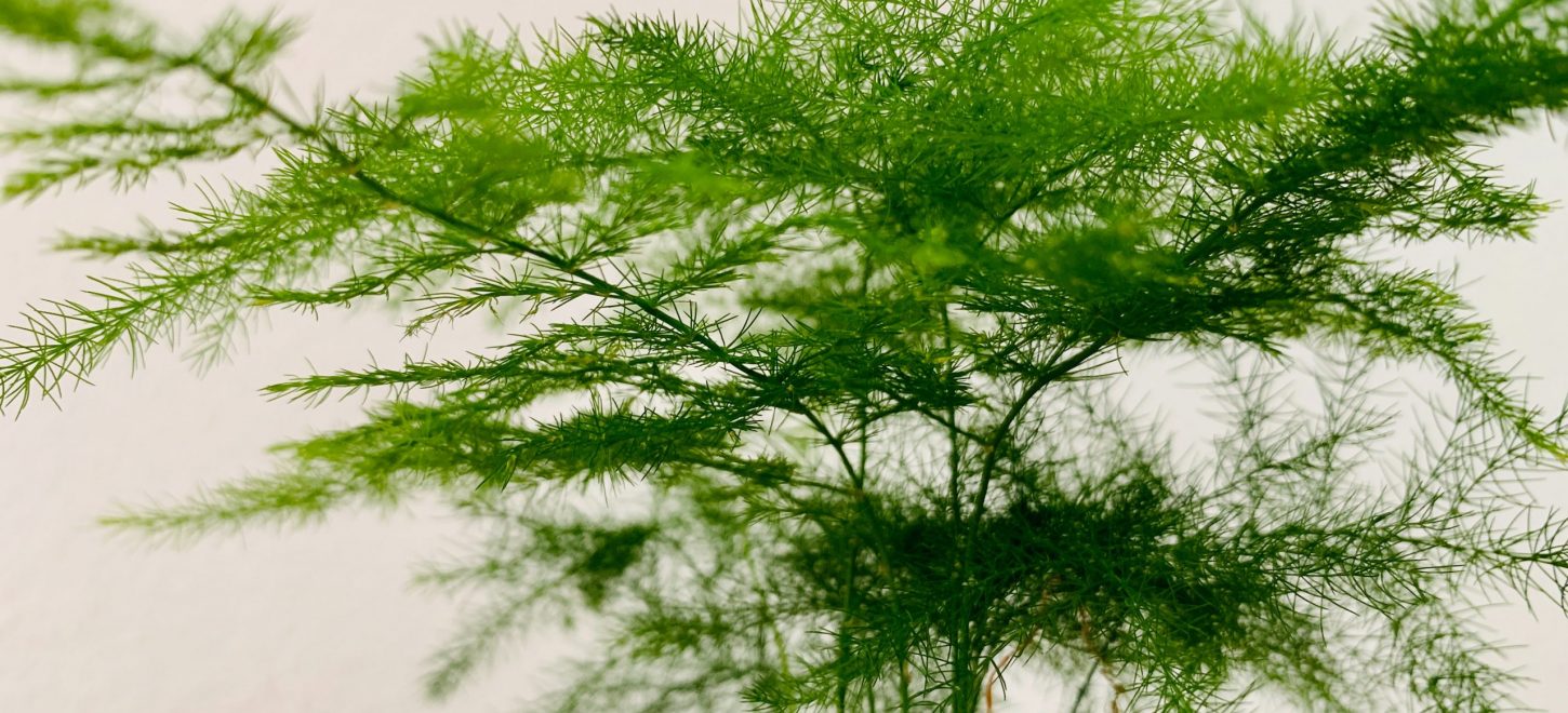 Grüne, federige Pflanze im Strauss gebunden, Dill